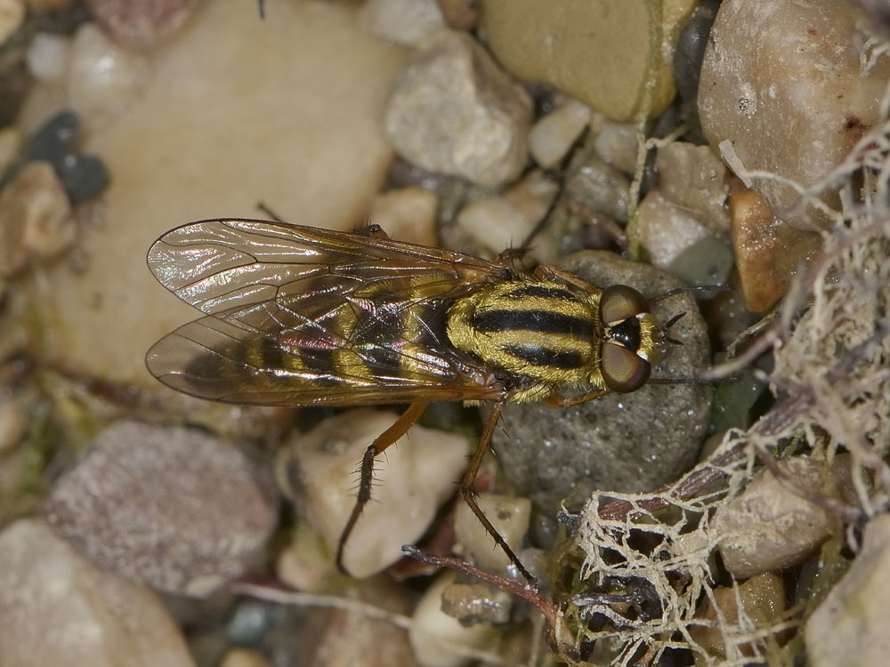 Thereva aurata?